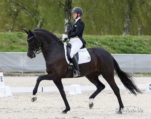 First international start since the 2014 World Young Horse Championships, on the same show grounds in Verden: Kira Wulferding on Soiree d'Amour