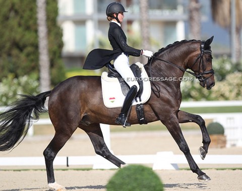 Hungarian Mira Dicso on the very well moving Hanoverian gelding Foxtrot (by Foundation x Furst Heinrich). The bay was presented as a stallion at the 2014 Oldenburg licensing. A pair to watch for the future!