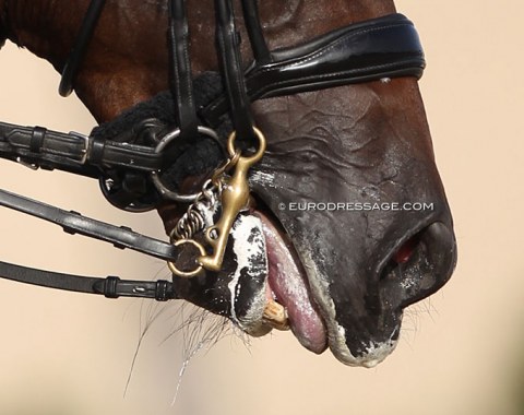 The only horse in Oliva Nova with marshmellow fluff on its lips in an attempt to hide a stressed mouth?!