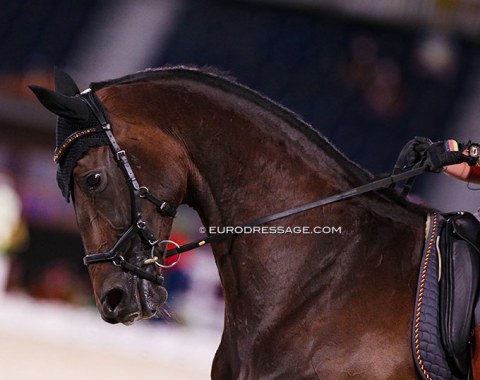 Some horses at competition never show up in a snaffle, and then there is a group of riders who show they can ride Grand Prix in a single bit. This is Jessica von Bredow-Werndl's Dalera BB