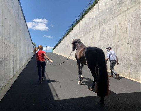 Sabine Schut-Kery guiding Sanceo through the tunnel and into the light 