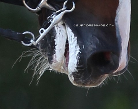 Marshmellow fluff smeared excessively on a horse's lips to fake foam. A horse with a good bridle contact should only have a lipstick amount of foam on the lips