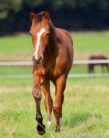 Filly Paula by Benicio out of SPS Queen of Rock (by Quaterback- Wolkentanz II- Feinbrand- Cardinal xx)