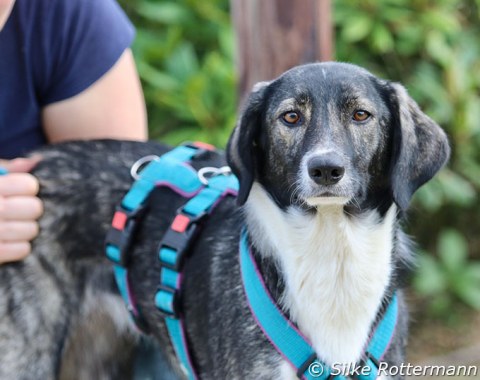 Lilly came to to Andrea and Anja from Romania a few years ago and behaves well around horses