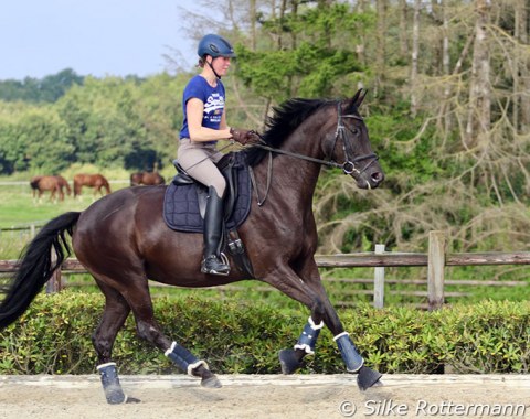 The recently broken in 5-year-old Fürstenball-mare Follow Your Heart on second  time in an outdoor arena.