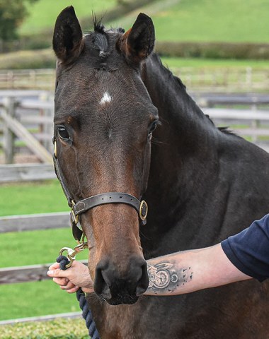 MSJ Fendela (by Foundation),  a half sister to the KWPN licensed International GP stallion, Capri Sonne Jr,  in foal to Livius.