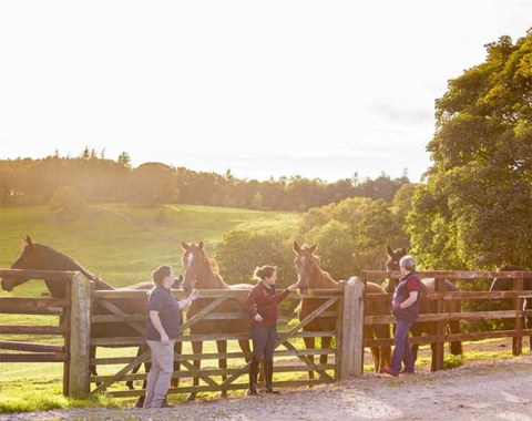 Broodmares at Mount St. John