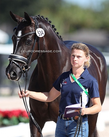 Serenade MF, 2017 US Young Horse Champion and 2021 U.S. Developing Horse Champion