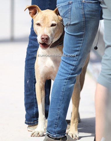 No horse shows without dogs