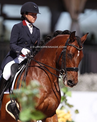 Costa Rican Gloriana Herrera on PRE stallion Vampiro de Pereto (by Cafe III x Arrogante V)