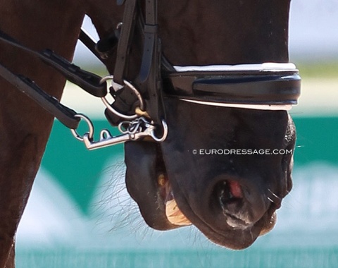 Low fitted noseband on a double bridle