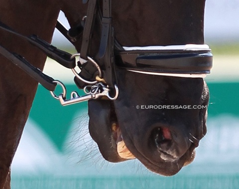 Low fitted noseband on a double bridle