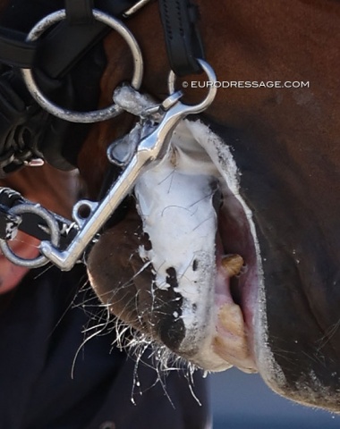 Marshmallow fluff or plain sugar ?! Who cares it's a national show and this was not checked by the stewards.. (neither was it in the CDI classes in which it is FEI forbidden since 2022!)