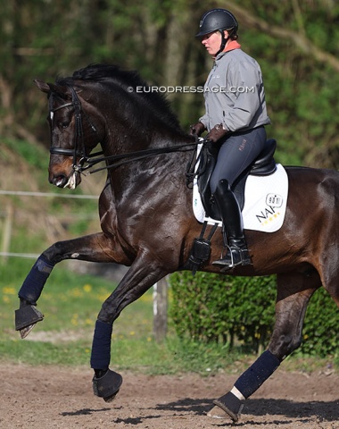 Fiona Bigwood schooling Daytona Platinum (by Dante Weltino x Charon), which she bought in 2016