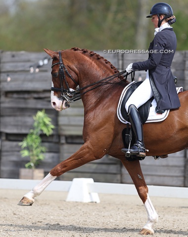 Dutch born Belgian Muriel de Ruijter on S Quarterboy van het Bloemenhof (by Quaterback)