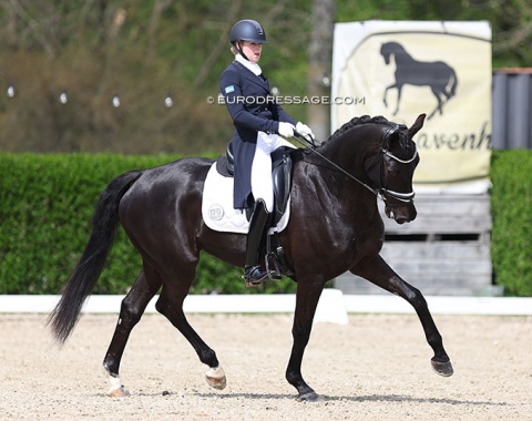 Nellie Liljegren on Concannon (by Zuidenwind x Bocelli)