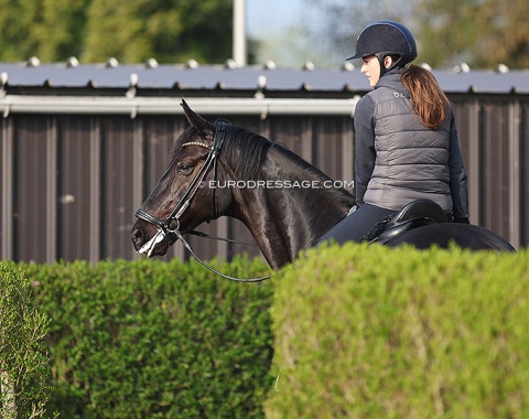 Sophia Ludvigsen on Blue Hors Quintana (by Quantensprung x Desperados)