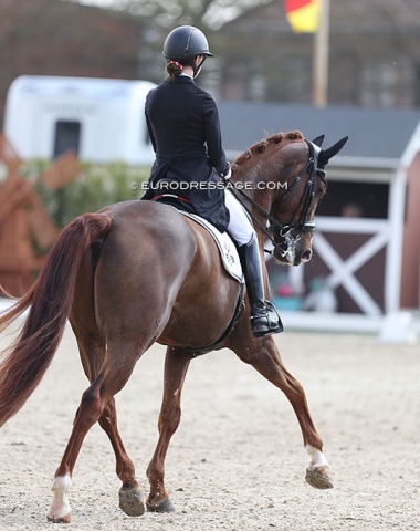 Layla Schmid on Freek d'Arx (by Floriscount x Don Frederico)