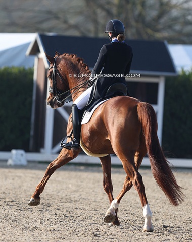 Laura Kristine Thorup on Blue Hors Veneziano (by Vivaldi x Donnerhall)