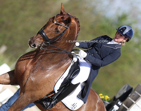 Mirelle van Kemenade-Witlox makes her international come back after a five-year break from CDI showing ! She's back on the Paul Schockemöhle bred Siebenstein (by Sir Donnerhall x Diamond Hit)