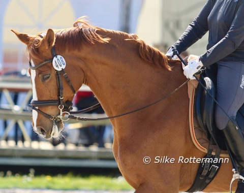 The Rhinelander mare Belissima M (by Belissimo M - Weltmeyer) of German Paralympic champion Hanne Brenner.