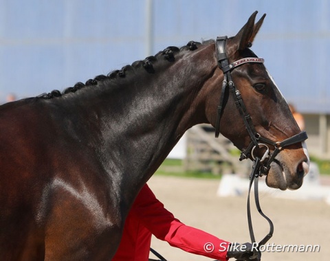 The charismatic head profile of Canadian Berta Sheffield’s Gelderlander mare Fairuza, aka as „Wonky,“ who already successfully competed at the CPEDI in Deauville and trained at Volker Eubel in Germany the past weeks.