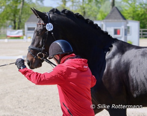 Tryon 2018 bronze medalist Fürst Sinclair, an impressive Oldenburger stallion by Fürstenball OLD-Lord Sinclair III, at the vet check which he passed with flying colours. The 12-year-old former top horse of German Elke Philipp gives his debut with grade 2 rider Gianna Regenbrecht in Waregem.