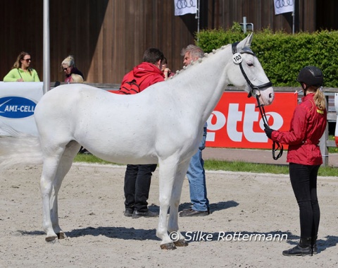 German grade I horse, the Lipizzan gelding Nautika of Martina Benzinger.