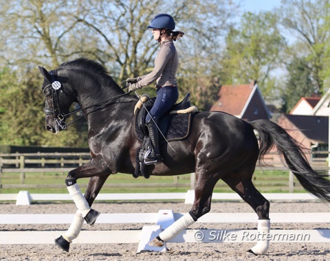 Mona-Sophie Bimmel, daughter of Baden-Württemberg based professionals Renate Gohr - Bimmel and Jürgen Bimmel, forms an elegant pair with the 12-year-old Hanoverian Fabricio von Nymphenburg (by Fürst Nymphenburg-Hohenstein/Trak.). Both give their international para debut in Waregem.