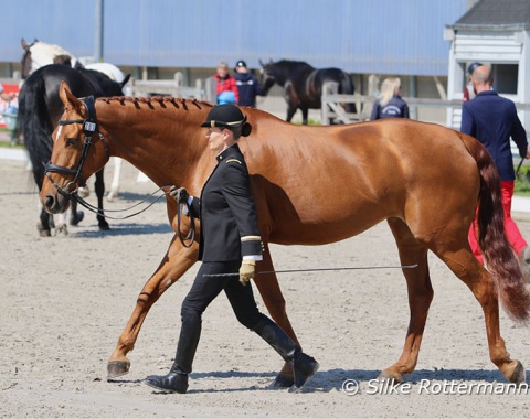 Les Bleu en noir: Cadre Noir member Nadège Bourdon showing the 17-year-old Rhapsodie IFCE, a Hanoverian mare by Brentano II - Weltmeyer)