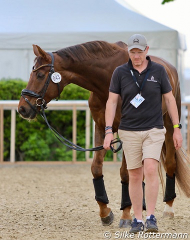 Australian Matilda Carnegie’s Westfalian Boccelli getting hand-walked in the  afternoon after he achieved a third place in Grade IV in the morning.