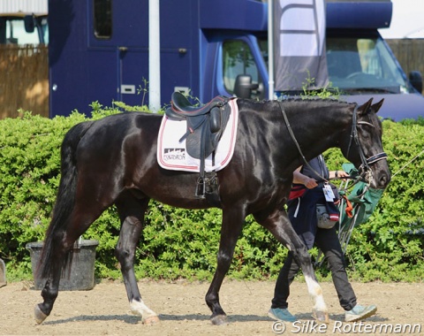 Now in the double-bridle: Austrian Julia Sciancalepore’s 10-year-old Hanoverian Heinrich IV (by Heinrich Heine x Hofrat) looked a picture in Mannheim’s  sunshine.