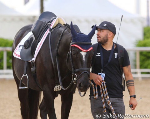 Pepo Puch’s traveling groom Alexander Berende walking Tokyo silver medalist Sailor’s Blue before the Austrian gets on. Three starts and three wins for the elegant Hanoverian by Swarovski out of an Arogno / Trak. dam.