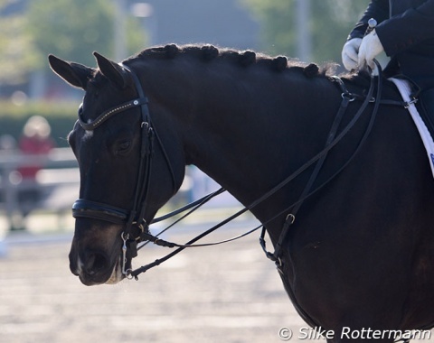 Vladimir Vinchon’s 9-year-old Rhinelander gelding Fidertanz for Rosi (by Fidertanz x Depardieu).