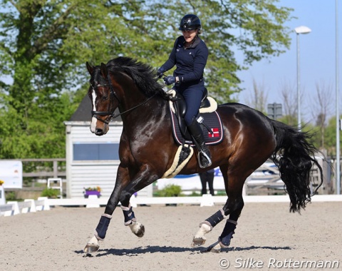 Renee Igelski was on the Danish dressage team at the 1983 European championships at Aachen with Baloo. Almost 40 years later she competed the sympathetic DWB gelding Beyond Dreams (by Benetton Dream x Come Back II) in grade IV.