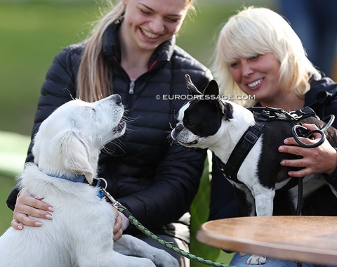 No horse show without dogs