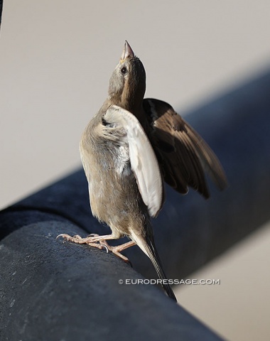 Bird ready for take-off