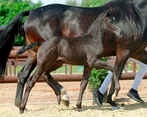 MSJ Bingo, colt by Bon Coeur x Bordeaux