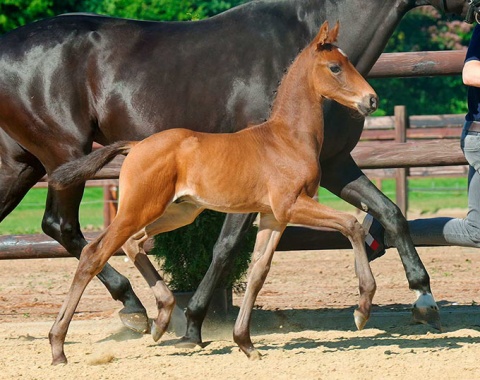 MSJ Gangnam Style, colt by Glamourdale x De Niro x Fidermark