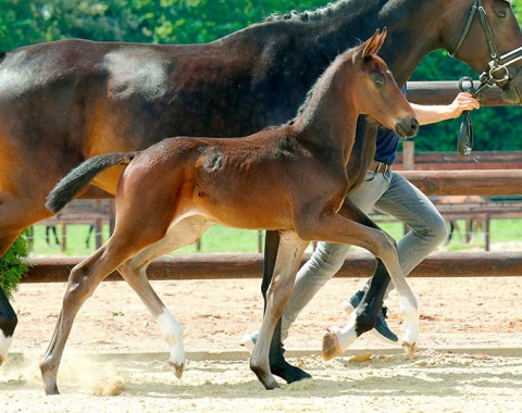 MSJ Suave, colt by Secret x Totilas