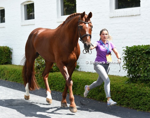 Viktoria Riskalla trotting up Rodolpho's Don Henrico