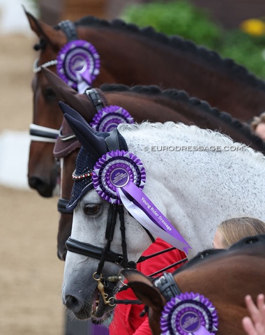 Danish team horses in the ribbons