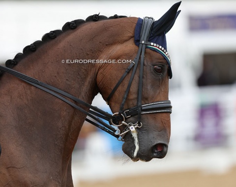 Mariavittoria Magni's KWPN mare Erienagonda (by For Romadour x Dublin)