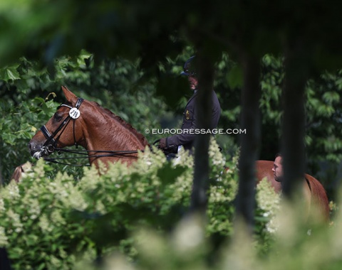 Vincent Marechal's Calibre peeping through the foliage