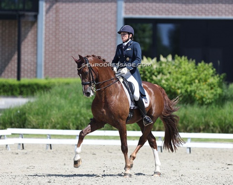 German Susanne Szeltner on the Gelderlander bred Aquarel (by Unieko x Koblenz)