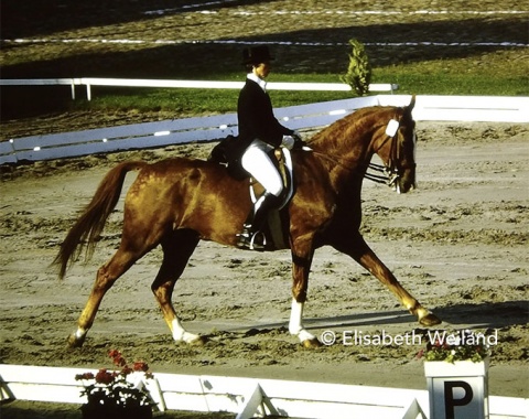 Swedish dressage legend Ulla Hakanson placed 7th individually with Ajax, her faithful SWB gelding by Jovial with whom she became Nordic champion in jumping at the end of the 1960s and won Olympic team bronze 1972. Today the annually awarded „Ajax Fund“ reminds of this fabulous chestnut.