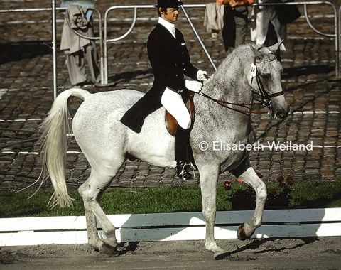 Competing in front of their home-crowd, Aksel Mikkelsen and the flea bitten grey gelding Talisman, were the best of just two Danish pairs and came 14th in the Grand Prix. Nonetheless the Gunnar Andersen trained pair impressed with their elegant appearance.