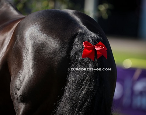 Cute "don't come too close" ribbon in Dante Weltino's tail