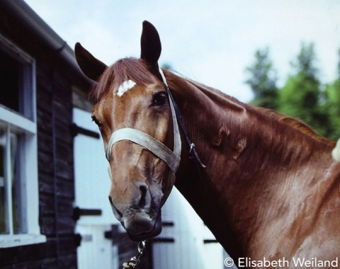 The conditions for the horses were excellent at Goodwood as they were stabled in the mansion’s big airy stables. Here Ulrich Lehmann’s Swedish gelding Widin in good spirits.