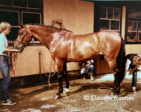 17-year-old Granat getting groomed before his very last competition. The Holsteiner gelding competed at Grand Prix level from 1972 to 1982 and won 15 team and individual medals.
